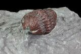 Enrolled Red Barrandeops Trilobite - Hmar Laghdad, Morocco #71621-4